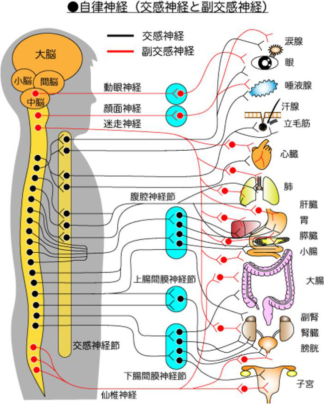 喘息の漢方治療 船橋にある漢方専門 元気堂薬局 元気堂